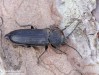tesařík pruhovaný (Brouci), Asemum striatum, Cerambycidae, Asemini (Coleoptera)